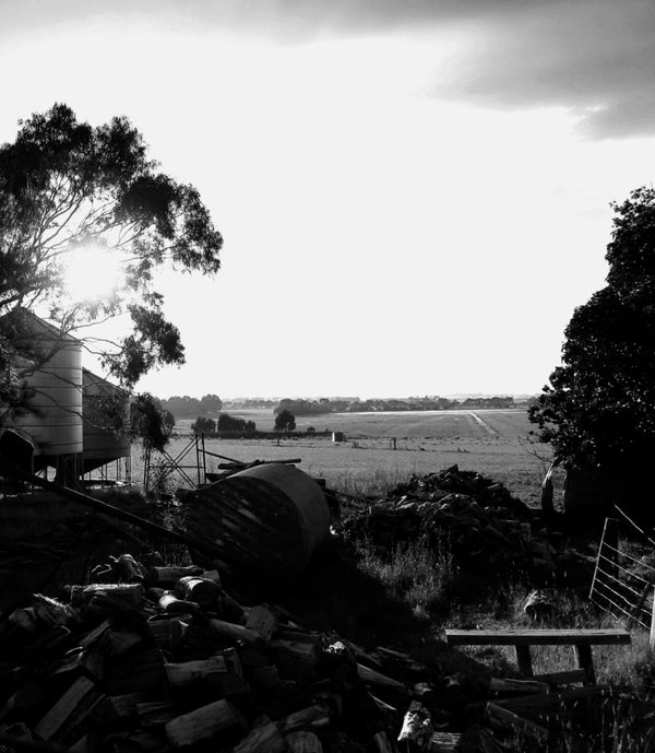 A legacy in fine wool - McIntyre Merino