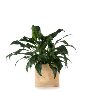 Tanora Kiazo Planter Large - Natural